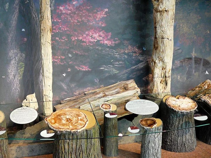 Miocene Forest